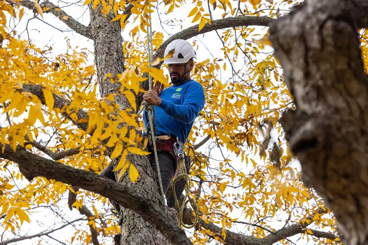 Skilled Tree Trimming crew working in Danbury